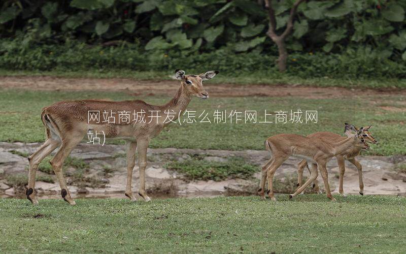 网站商城开发(怎么制作网上商城网站)